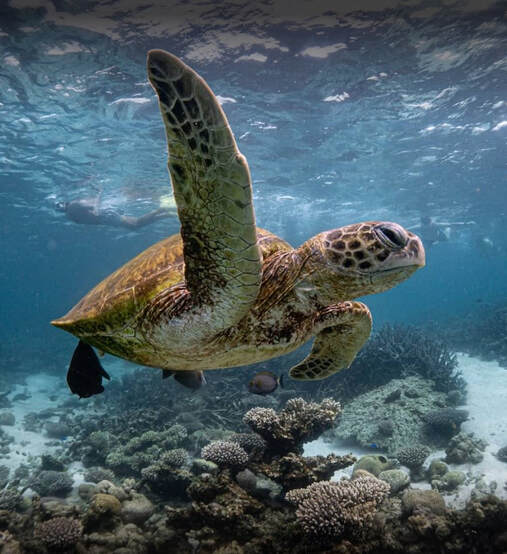 Turtle at Ningaloo Reef, Turquoise Bay, Exmouth
