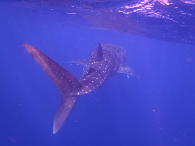 Whaleshark, Exmouth