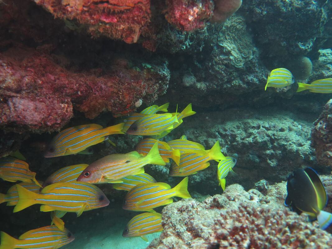 Yellow Fish and Ningaloo Coral Reef, Exmouth