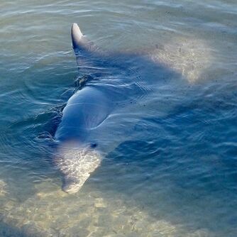 Dolphin at Monkey Mia