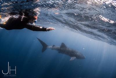 Swimming with Whale Sharks on Ningaloo Reef Red Earth Safaris Tours Western Australia. Photo Credit Jess Haddon. 