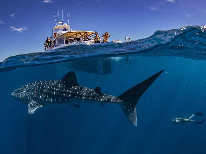 Whale shark swimming beneath a tour boat at Ningaloo Reef near Exmouth, Western Australia, with snorkellers preparing for an unforgettable wildlife encounter.
