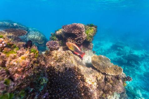 Colourful coral reef and tropical fish beneath the crystal-clear waters of Ningaloo Reef near Exmouth, Western Australia.