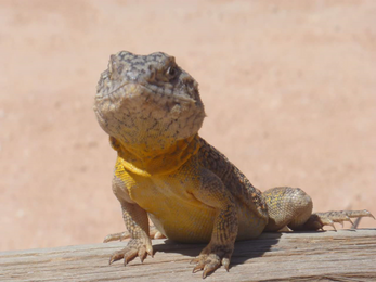 Red Earth Safaris Western Australia Perth to Exmouth Backpacker Tours