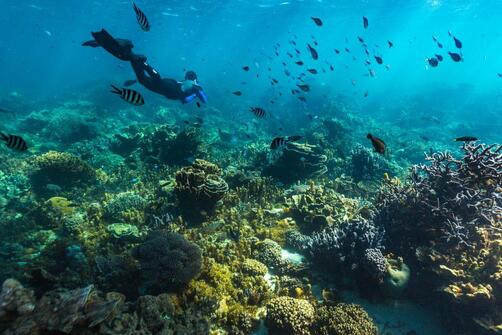 Backpackers snorkelling over colourful coral gardens at Ningaloo Reef in Coral Bay
