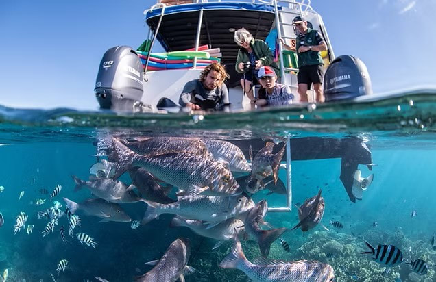 Glass-bottom boat tour over Ningaloo Reef coral gardens in Coral Bay