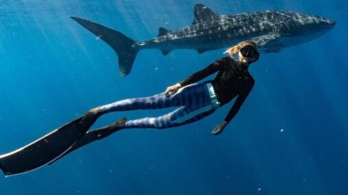Snorkeller swimming alongside a whale shark at Ningaloo Reef near Exmouth, Western Australia.