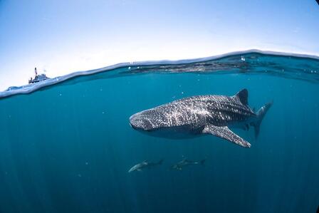Whale shark swimming in the pristine waters of Ningaloo Reef near Exmouth, Western Australia, with a tour boat in the background.