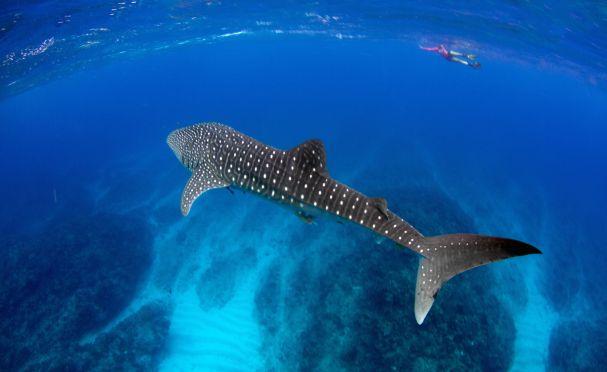 Whale shark swimming through the clear blue waters of Ningaloo Reef near Exmouth, Western Australia, with a snorkeller in the distance.